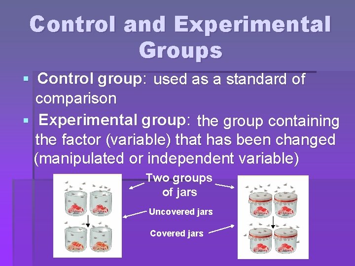 Control and Experimental Groups : § Control group used as a standard of comparison