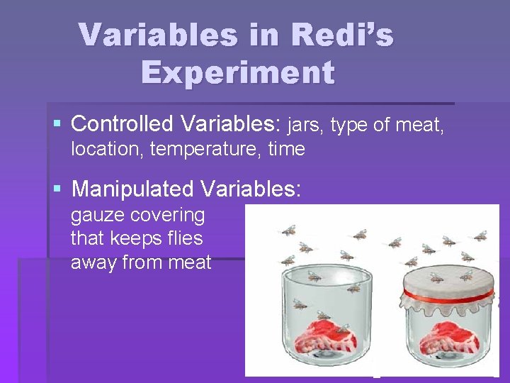 Variables in Redi’s Experiment § Controlled Variables: jars, type of meat, location, temperature, time