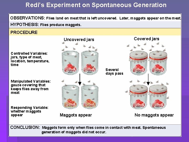 Redi’s Experiment on Spontaneous Generation OBSERVATIONS: Flies land on meat that is left uncovered.