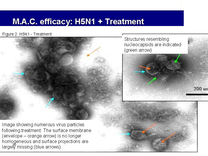 M. A. C. efficacy: H 5 N 1 + Treatment Figure 2. H 5