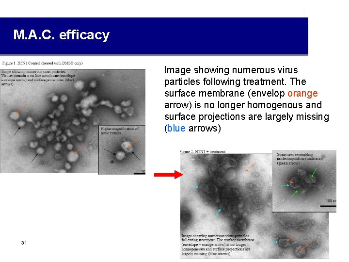 M. A. C. efficacy Image showing numerous virus particles following treatment. The surface membrane