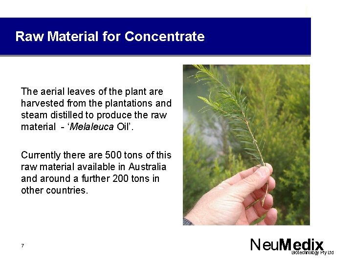 Raw Material for Concentrate The aerial leaves of the plant are harvested from the