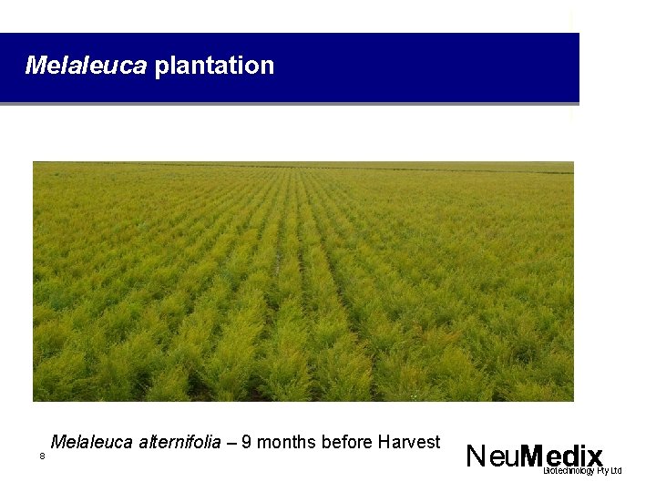 Melaleuca plantation 8 Melaleuca alternifolia – 9 months before Harvest 