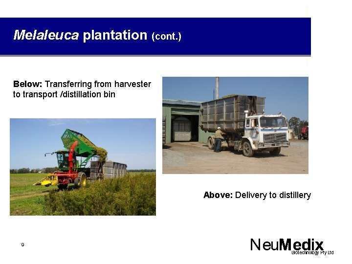 Melaleuca plantation (cont. ) Below: Transferring from harvester to transport /distillation bin Above: Delivery