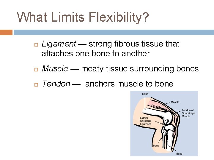 What Limits Flexibility? Ligament — strong fibrous tissue that attaches one bone to another