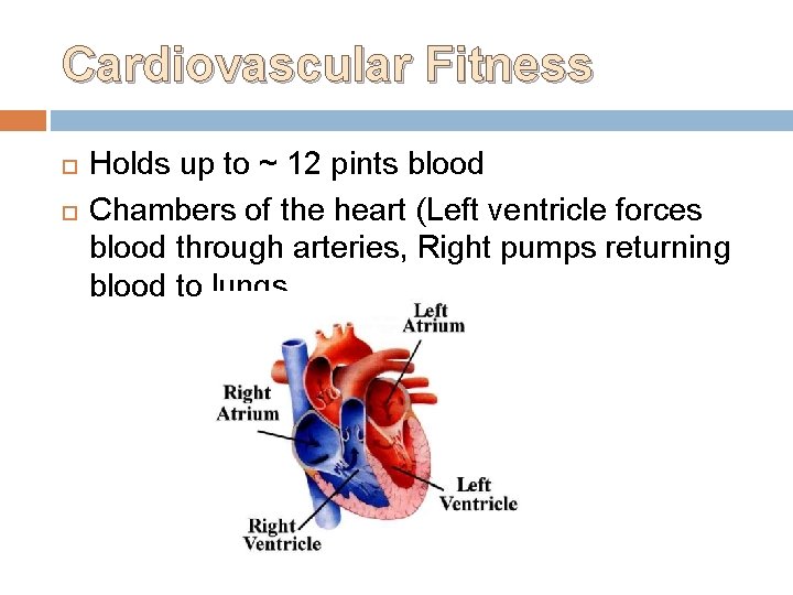 Cardiovascular Fitness Holds up to ~ 12 pints blood Chambers of the heart (Left