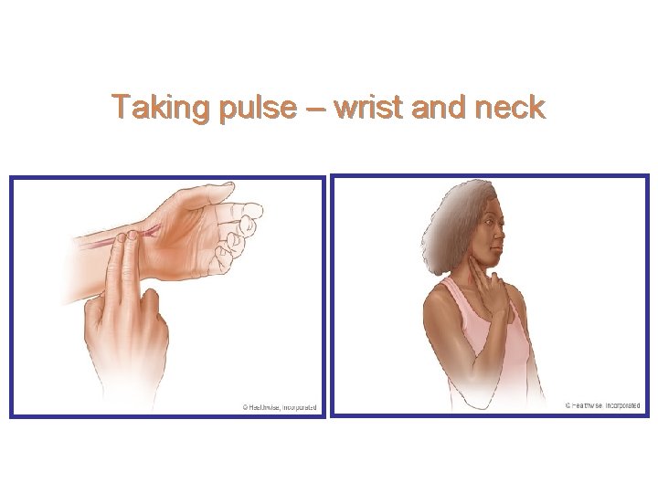 Taking pulse – wrist and neck 