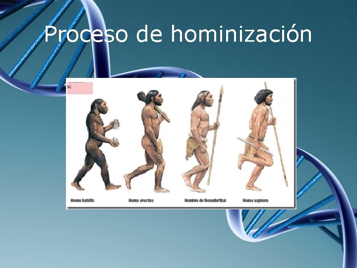 Proceso de hominización 