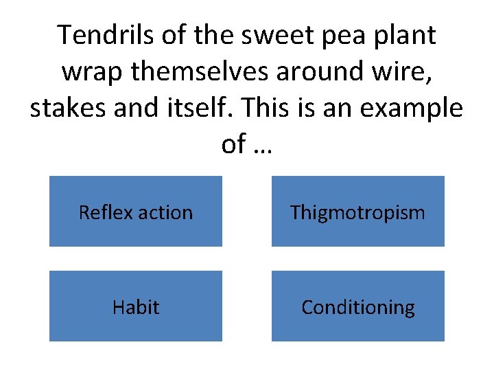 Tendrils of the sweet pea plant wrap themselves around wire, stakes and itself. This
