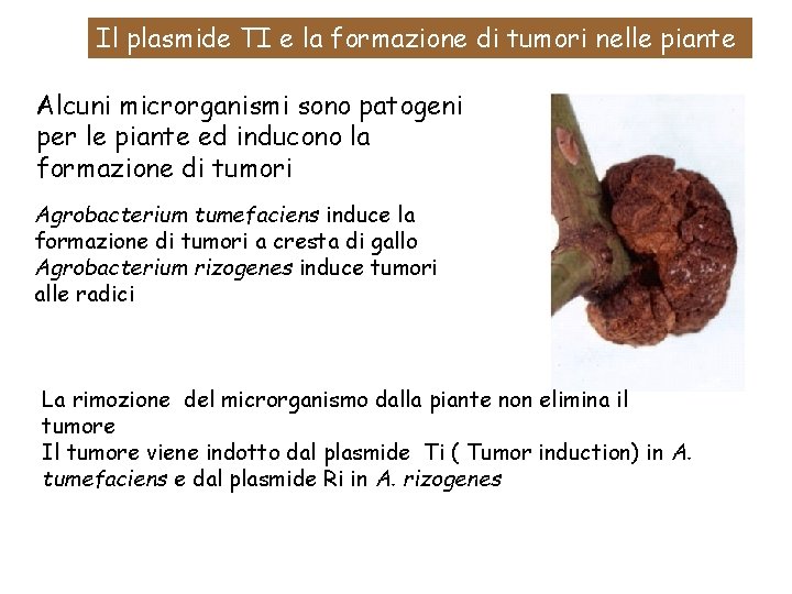 Il plasmide TI e la formazione di tumori nelle piante Alcuni microrganismi sono patogeni