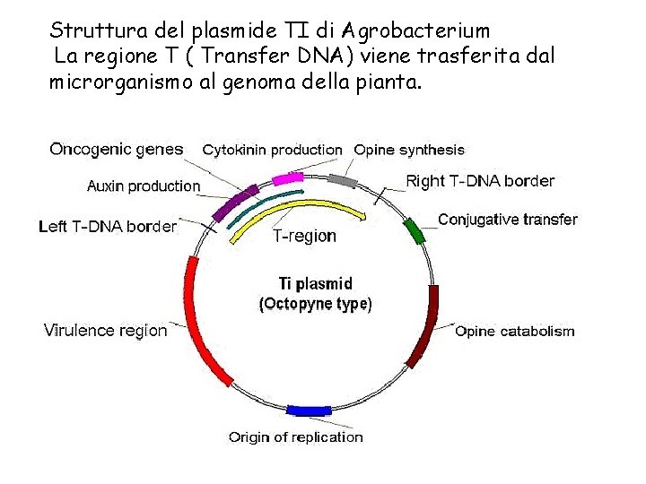 Struttura del plasmide TI di Agrobacterium La regione T ( Transfer DNA) viene trasferita