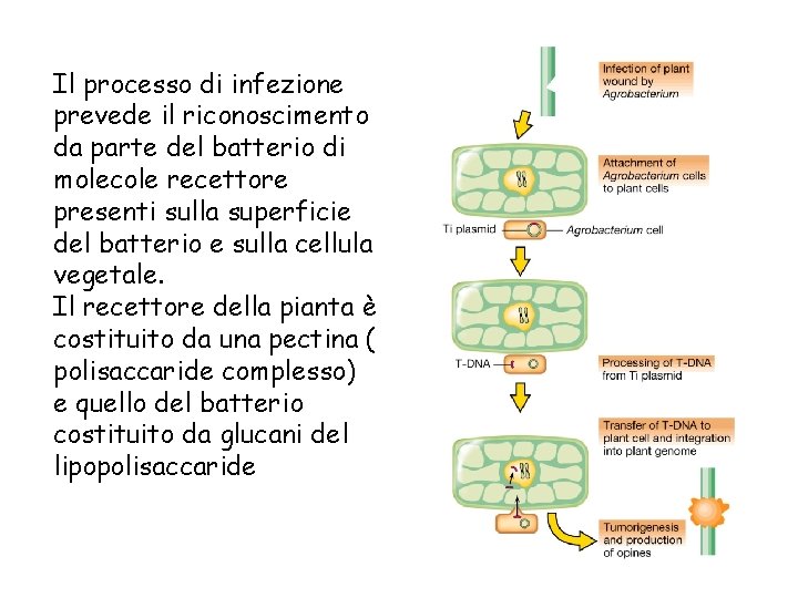 Il processo di infezione prevede il riconoscimento da parte del batterio di molecole recettore