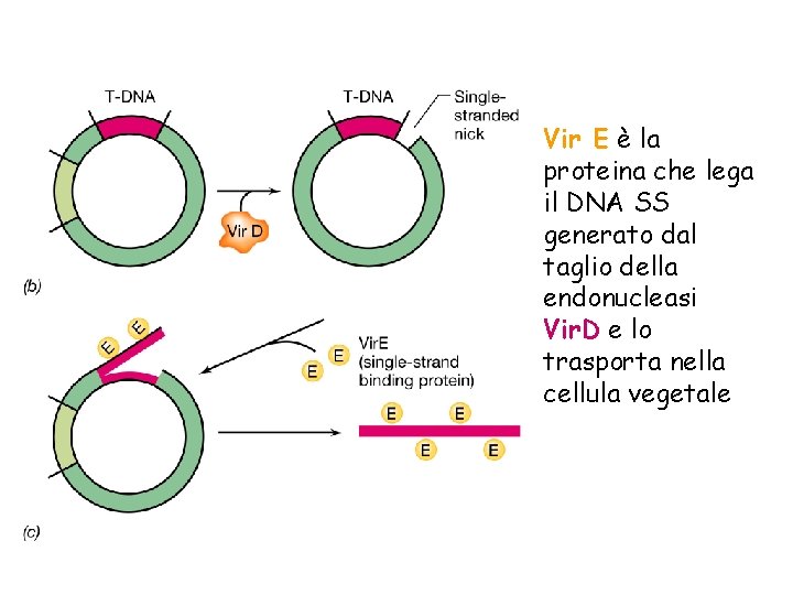 Vir E è la proteina che lega il DNA SS generato dal taglio della