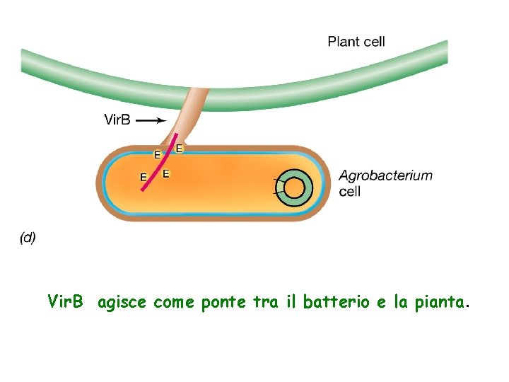 Vir. B agisce come ponte tra il batterio e la pianta. 