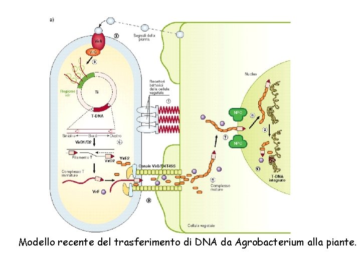 Modello recente del trasferimento di DNA da Agrobacterium alla piante. 