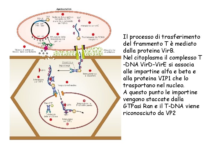 Il processo di trasferimento del frammento T è mediato dalla proteina Vir. B. Nel
