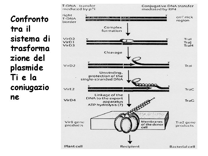 Confronto tra il sistema di trasforma zione del plasmide Ti e la coniugazio ne