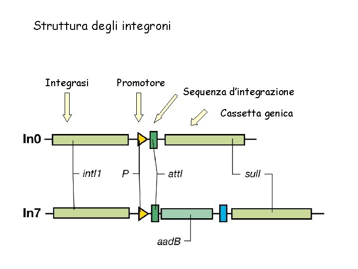 Struttura degli integroni Integrasi Promotore Sequenza d’integrazione Cassetta genica 