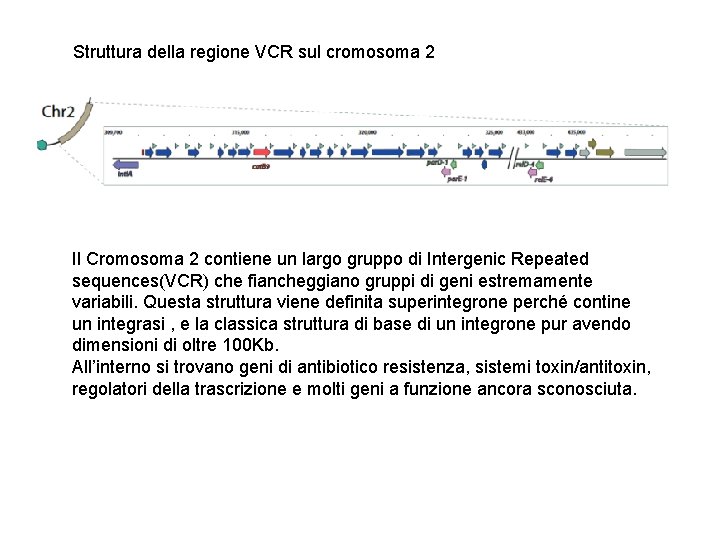 Struttura della regione VCR sul cromosoma 2 Il Cromosoma 2 contiene un largo gruppo