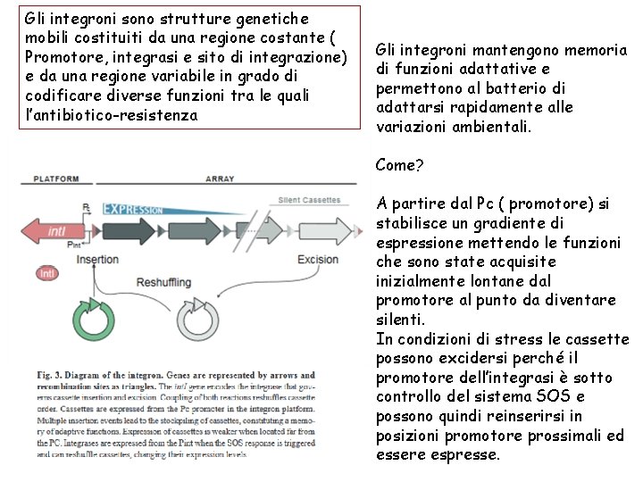 Gli integroni sono strutture genetiche mobili costituiti da una regione costante ( Promotore, integrasi