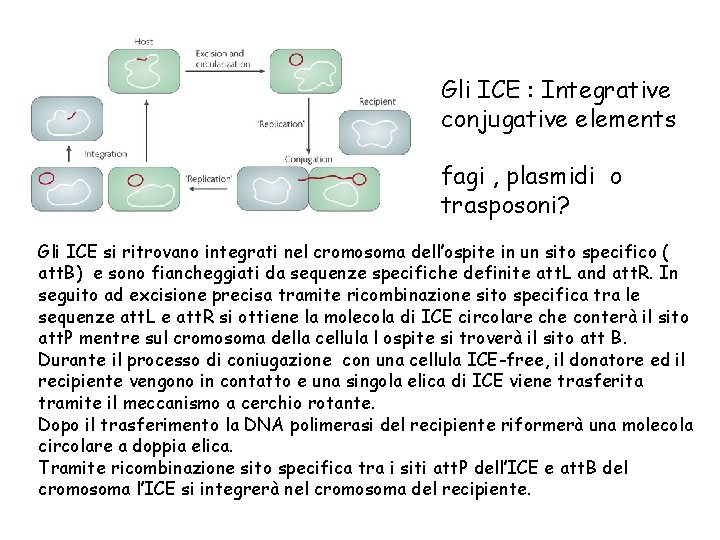 Gli ICE : Integrative conjugative elements fagi , plasmidi o trasposoni? Gli ICE si