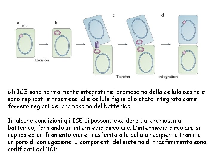 Gli ICE sono normalmente integrati nel cromosoma della cellula ospite e sono replicati e