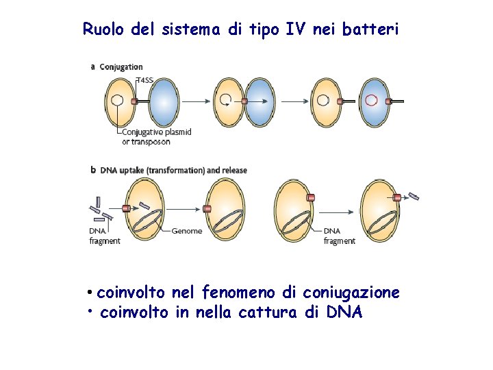 Ruolo del sistema di tipo IV nei batteri • coinvolto nel fenomeno di coniugazione