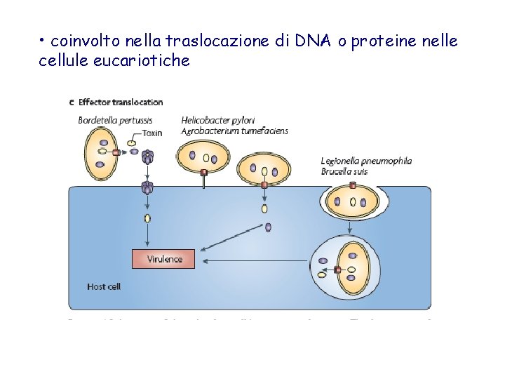  • coinvolto nella traslocazione di DNA o proteine nelle cellule eucariotiche 