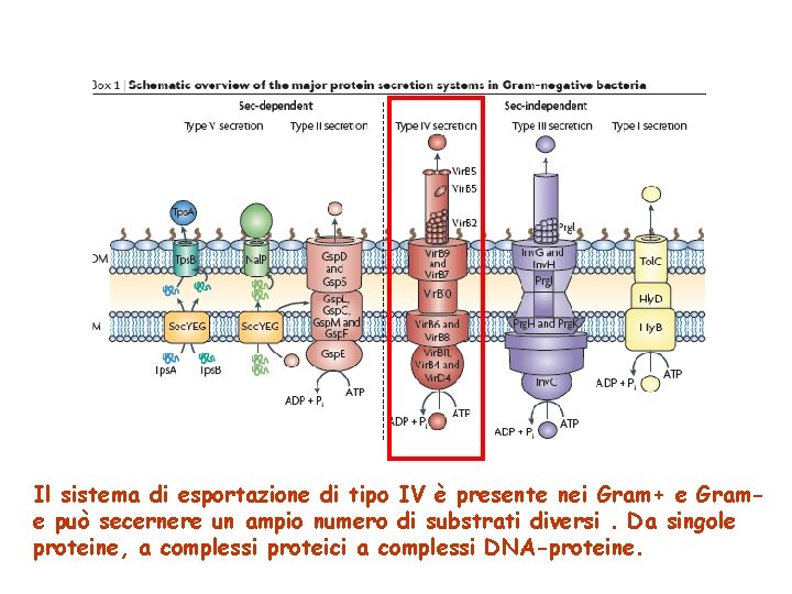 Il sistema di esportazione di tipo IV è presente nei Gram+ e Grame può