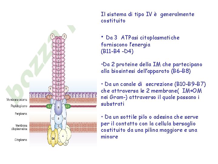 Il sistema di tipo IV è generalmente costituito • Da 3 ATPasi citoplasmatiche forniscono