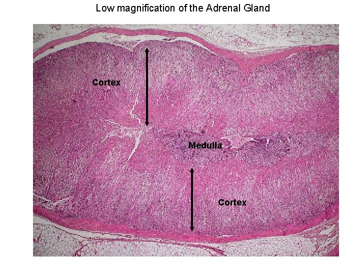 Low magnification of the Adrenal Gland Cortex Medulla Cortex 