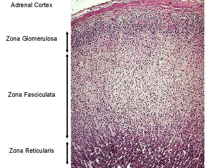 Adrenal Cortex Zona Glomerulosa Zona Fasciculata Zona Reticularis 