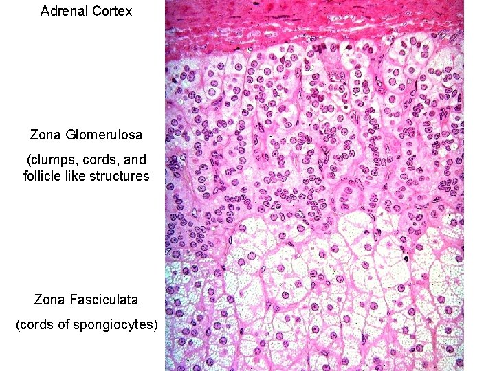 Adrenal Cortex Zona Glomerulosa (clumps, cords, and follicle like structures Zona Fasciculata (cords of