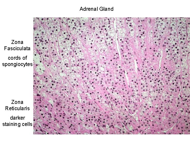 Adrenal Gland Zona Fasciculata cords of spongiocytes Zona Reticularis darker staining cells 