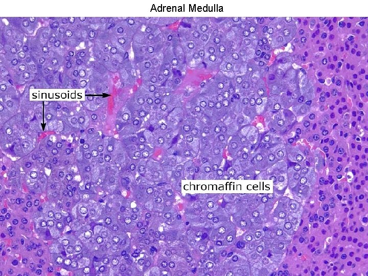Adrenal Medulla 