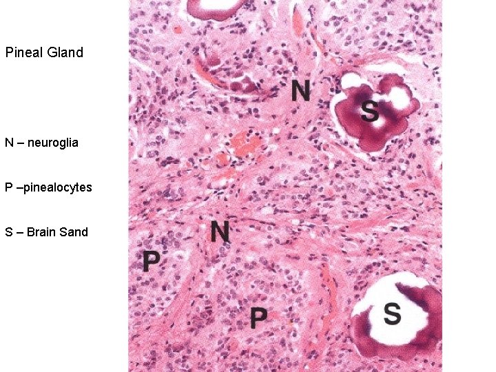 Pineal Gland N – neuroglia P –pinealocytes S – Brain Sand 