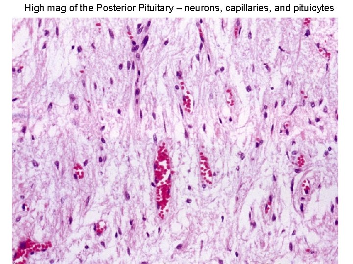 High mag of the Posterior Pituitary – neurons, capillaries, and pituicytes 