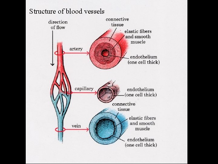 Structure of blood vessels 