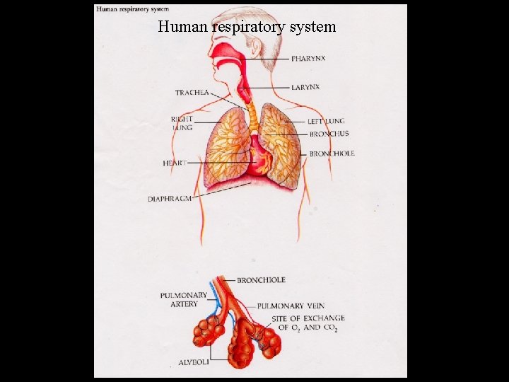 Human respiratory system 