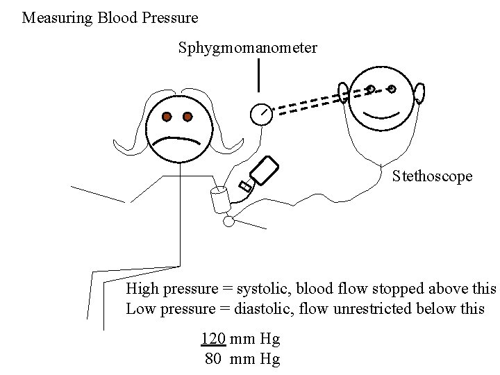 Measuring Blood Pressure Sphygmomanometer Stethoscope High pressure = systolic, blood flow stopped above this