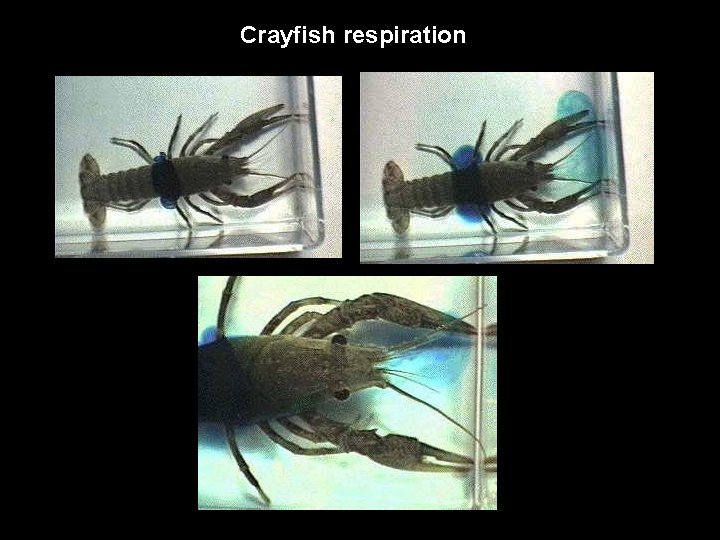 Crayfish respiration 