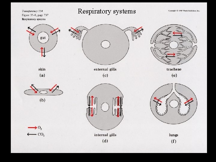 Respiratory systems 