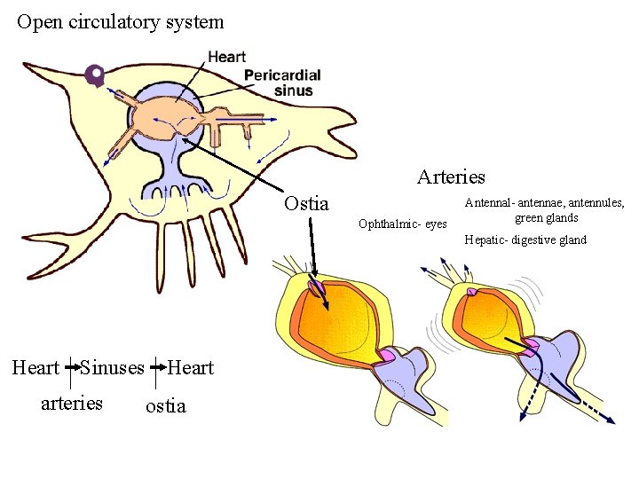 Open circulatory system Arteries Ostia Ophthalmic- eyes Antennal- antennae, antennules, green glands Hepatic- digestive