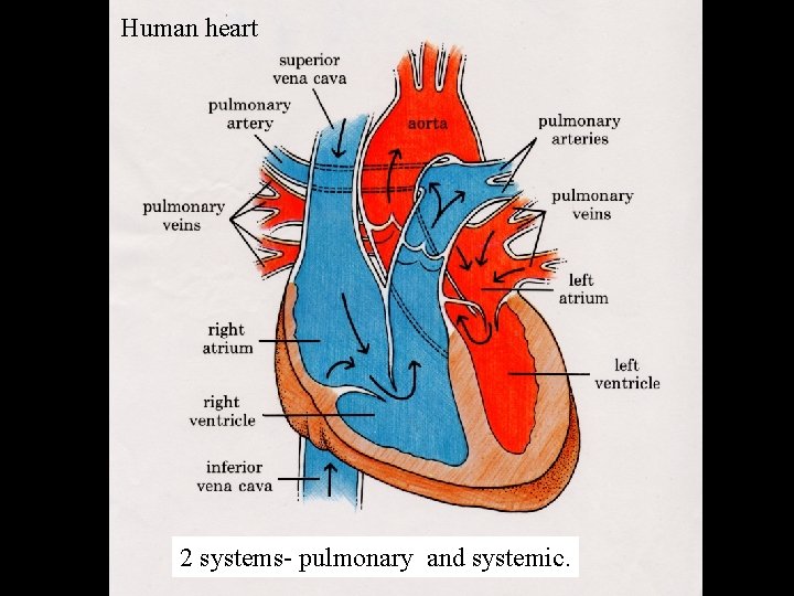 Human heart 2 systems- pulmonary and systemic. 