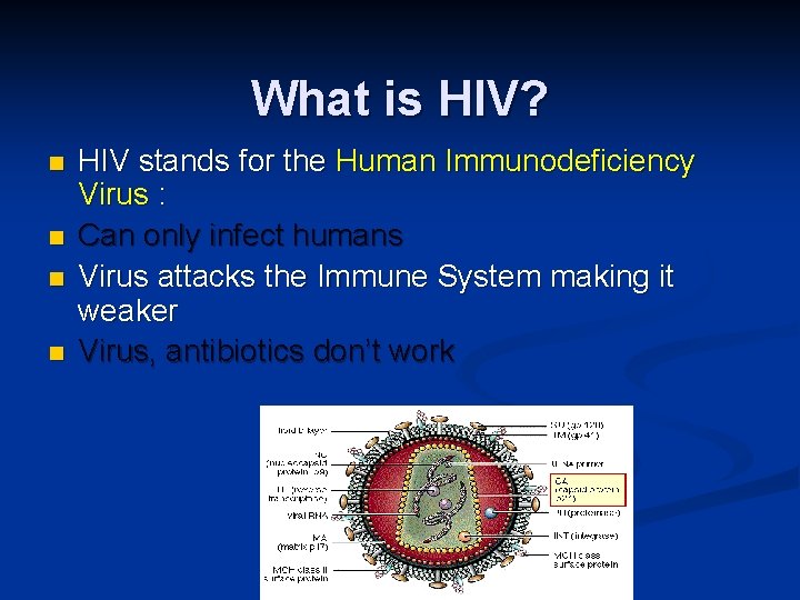 What is HIV? n n HIV stands for the Human Immunodeficiency Virus : Can