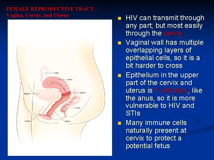 FEMALE REPRODUCTIVE TRACT – Vagina, Cervix, and Uterus n n HIV can transmit through