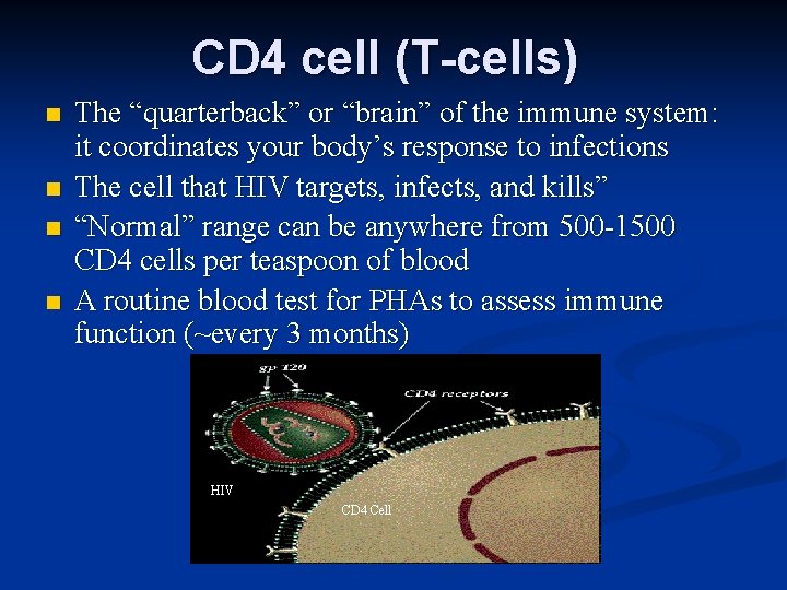 CD 4 cell (T-cells) n n The “quarterback” or “brain” of the immune system: