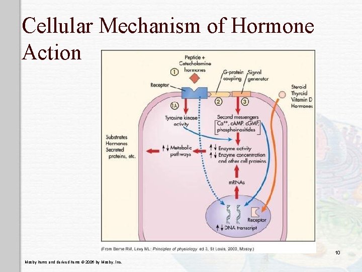 Cellular Mechanism of Hormone Action 10 Mosby items and derived items © 2006 by
