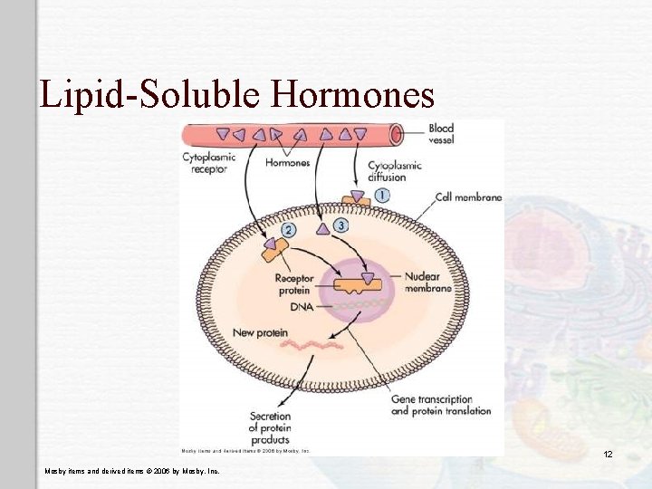 Lipid-Soluble Hormones 12 Mosby items and derived items © 2006 by Mosby, Inc. 