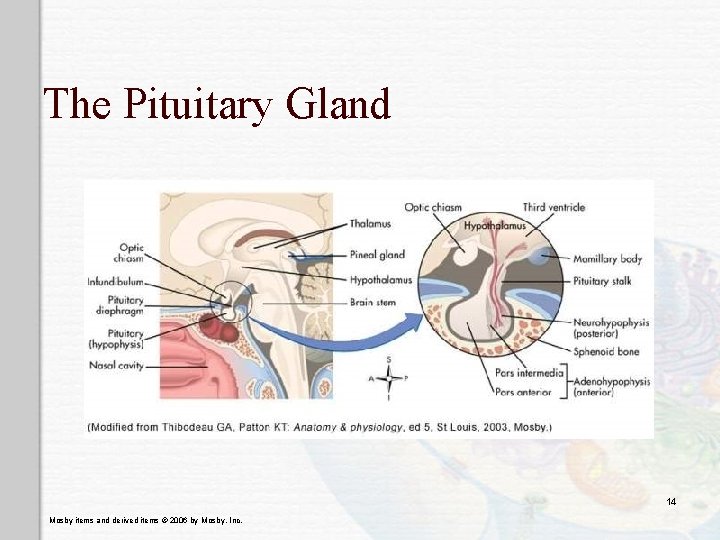 The Pituitary Gland 14 Mosby items and derived items © 2006 by Mosby, Inc.